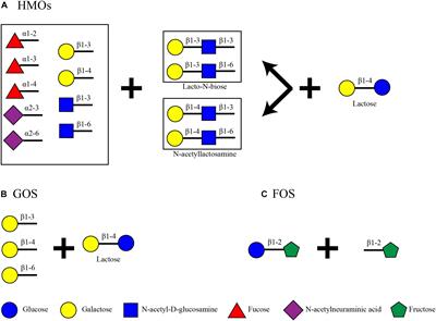 Microbial Glycoside Hydrolases in the First Year of Life: An Analysis Review on Their Presence and Importance in Infant Gut